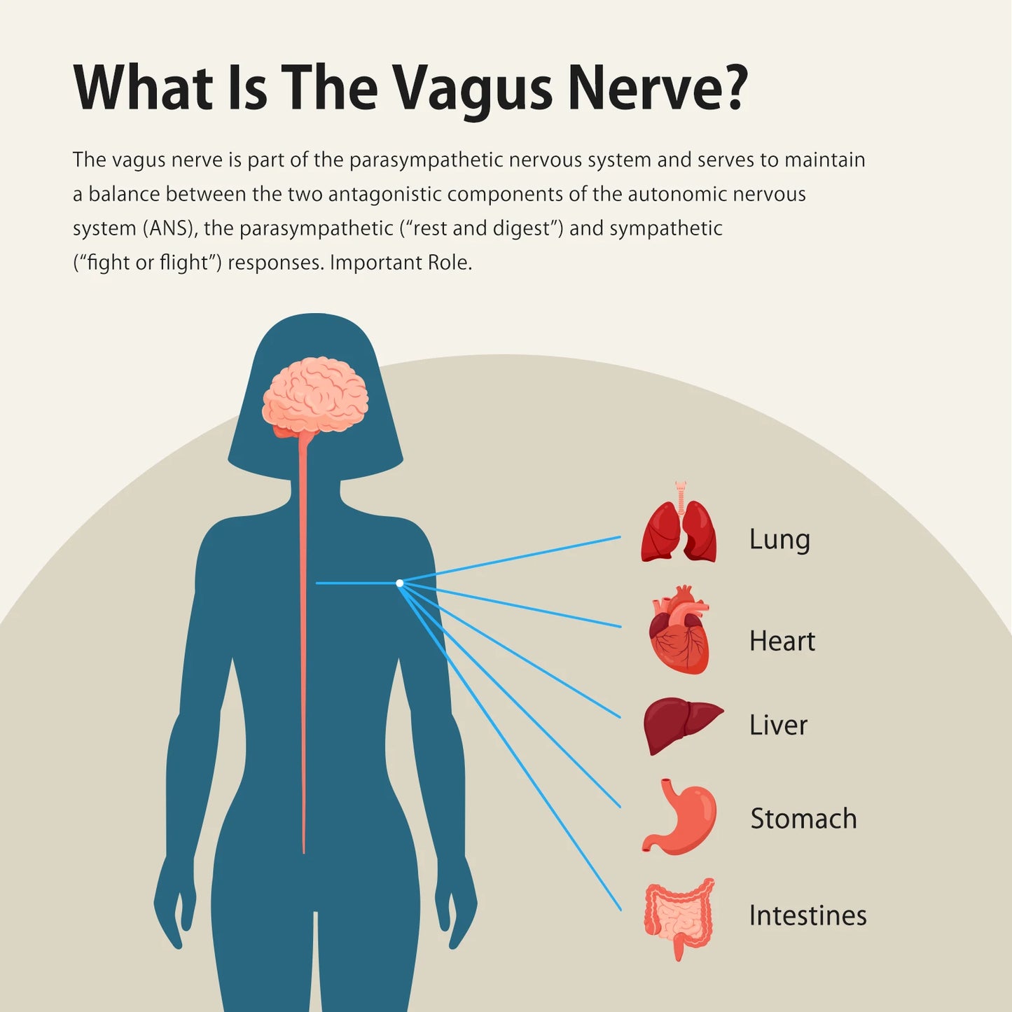 Zenowell Vagus Nerve Stimulation for Deep Sleep Anxiety Relief